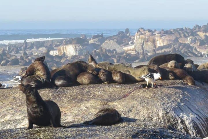 Cape of Good Hope & Boulders Beach: Full-Day Cape Peninsula Drive from Cape Town photo 4