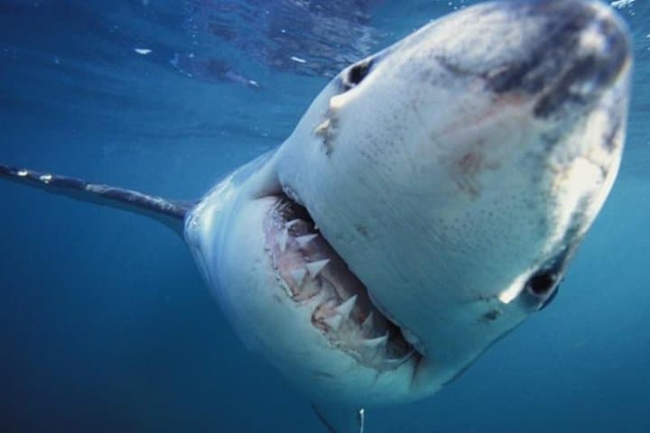 Gansbaai Shark Cage Diving: Great White Encounters from Kleinbaai