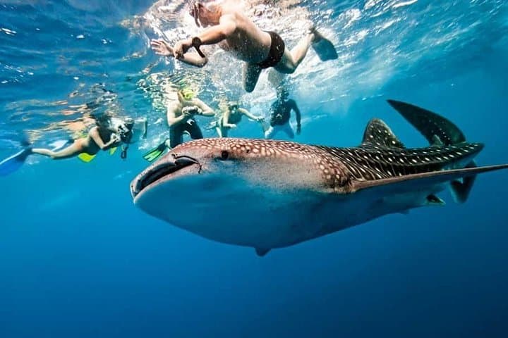 Oslob Whale Shark Watching and Simala Church Day Tour Guide