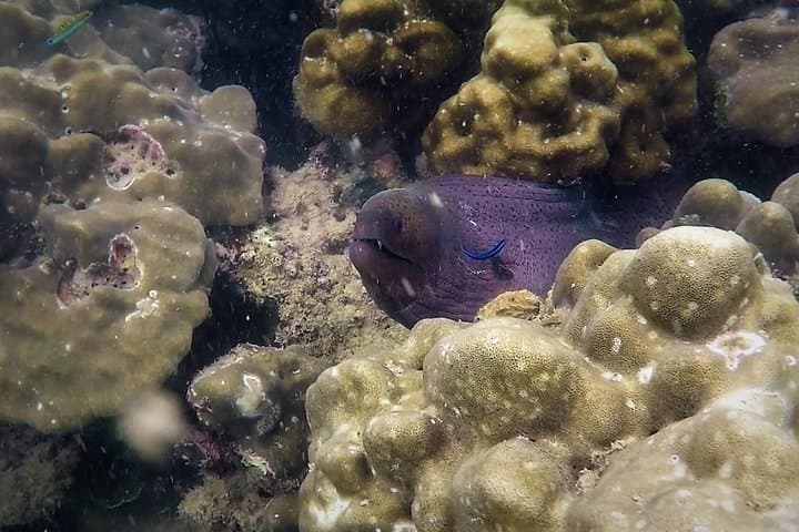 Khao Lak Local Reef Snorkelling & Deserted Beach — Quiet Coral, Hidden Bays photo 3