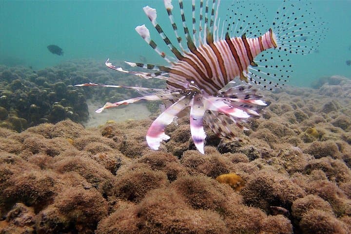 Khao Lak Local Reef Snorkelling & Deserted Beach — Quiet Coral, Hidden Bays photo 4