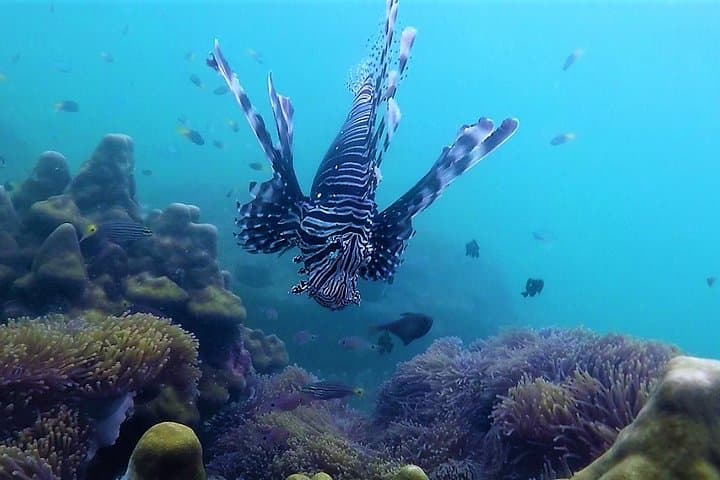 Khao Lak Local Reef Snorkelling & Deserted Beach — Quiet Coral, Hidden Bays photo 5