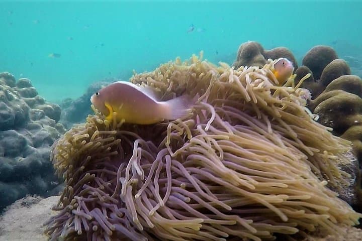 Khao Lak Local Reef Snorkelling & Deserted Beach — Quiet Coral, Hidden Bays photo 6