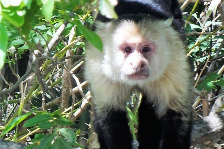 Mistico Park Hanging Bridges & La Fortuna Waterfall — Arenal Day Trip Guide photo 3