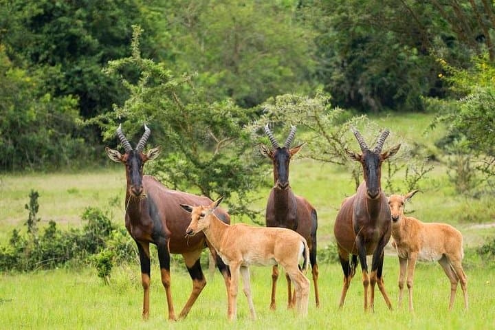 9-Day Uganda Safari: Gorilla Trekking, Murchison Falls & Lakes Bunyonyi and Mburo photo 3