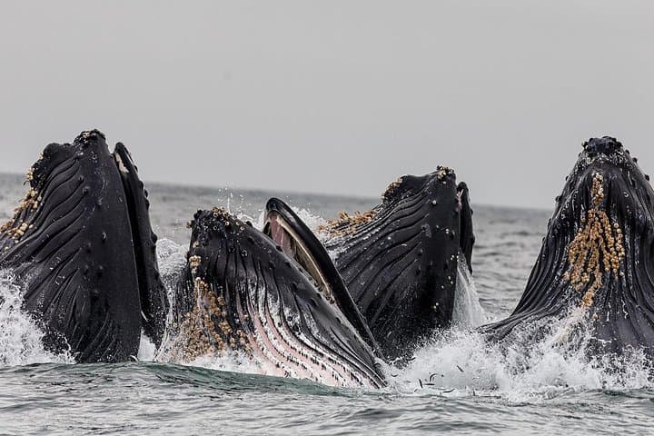 Ketchikan Whale Watching and Wildlife Viewing Quest — Tongass Narrows Excursion photo 2