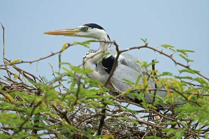 Wild Wonders & Hidden Temples: 2-Day Safari & Temple Tour from Hikkaduwa photo 5