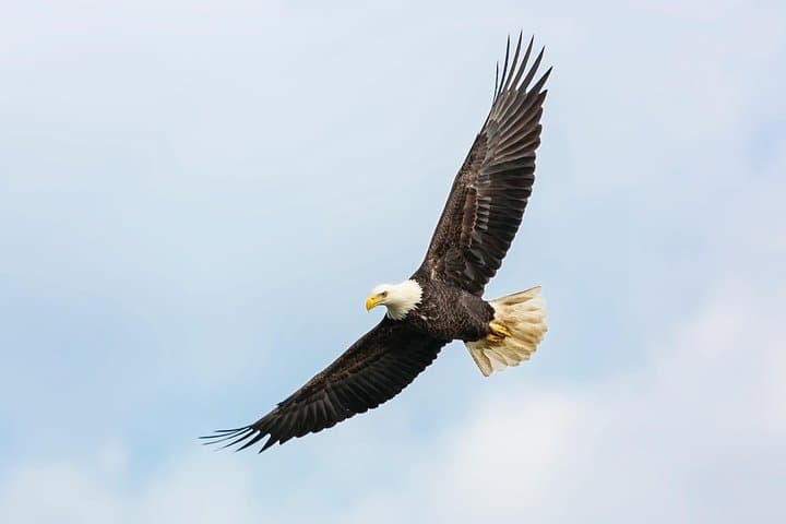 Ketchikan Whale Watching and Wildlife Viewing Quest — Tongass Narrows Excursion photo 4