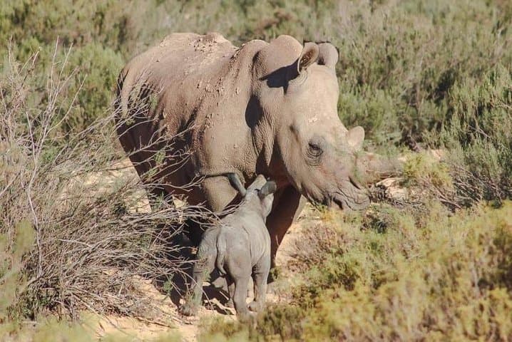 Cape Town Day Safari: See the Big Five Less Than Two Hours Away
