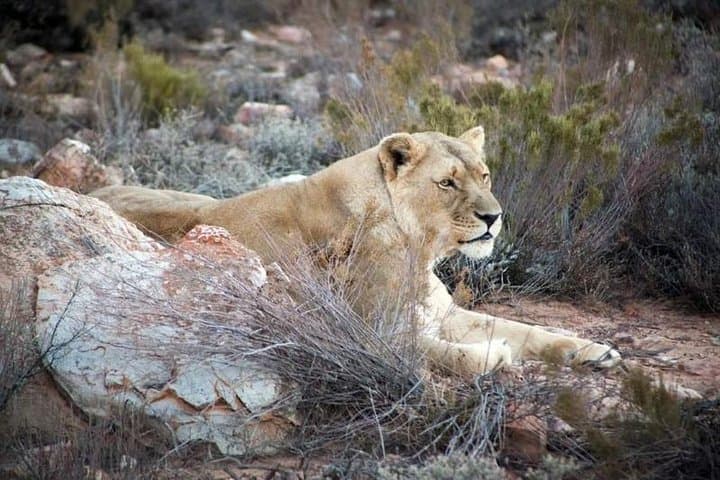 Cape Town Day Safari: See the Big Five Less Than Two Hours Away photo 2