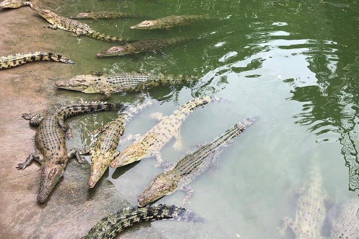 Cebu Safari & Adventure Park: Full-Day Safari, Zipline and Gardens Tour