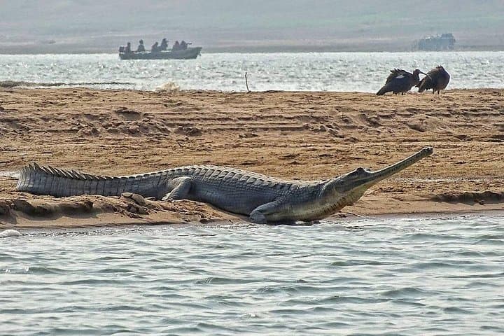 Chambal River Safari: Gharials, River Dolphins and Badlands Wildlife near Agra photo 3