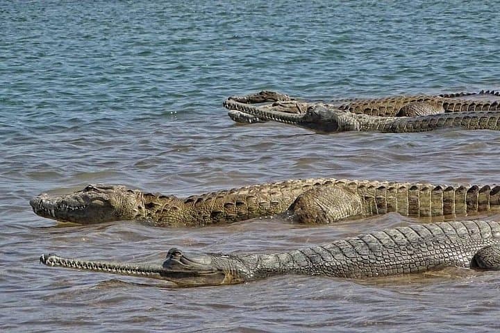 Chambal River Safari: Gharials, River Dolphins and Badlands Wildlife near Agra photo 4