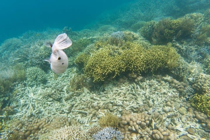 Coron Island Tour B — Barracuda Lake, Twin Lagoon & Skeleton Wreck (Private) photo 5