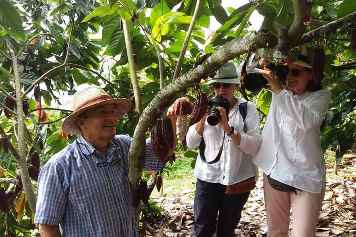 Chocolate and Tropical Fruit Farm Tour near Marsella, Risaralda