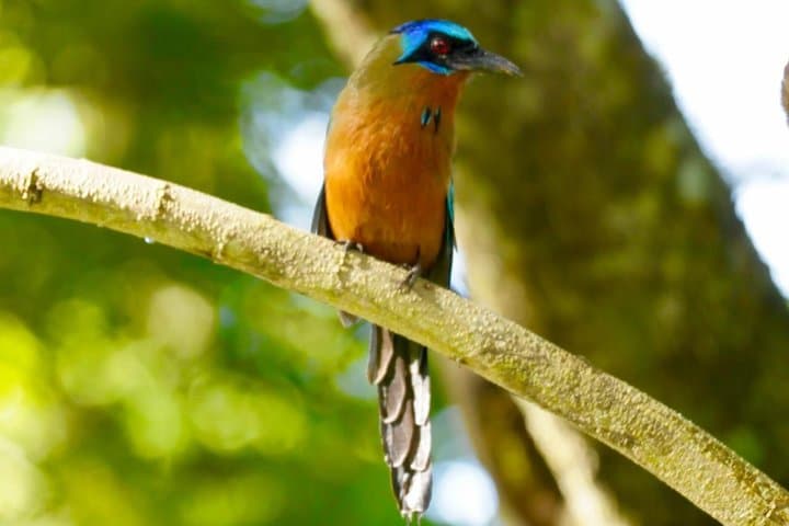 Half-Day Rainforest Hike in Tobago — Main Ridge Guided Tour photo 2
