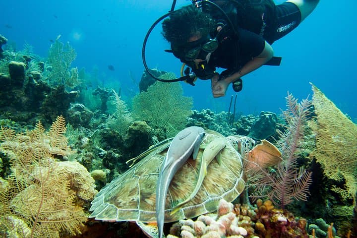 Two-Tank Scuba Dives at West Bay Beach — Cruise-Friendly Roatán Dive Trip