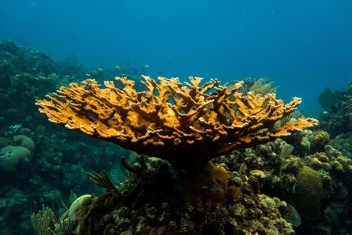 Two-Tank Scuba Dives at West Bay Beach — Cruise-Friendly Roatán Dive Trip photo 2