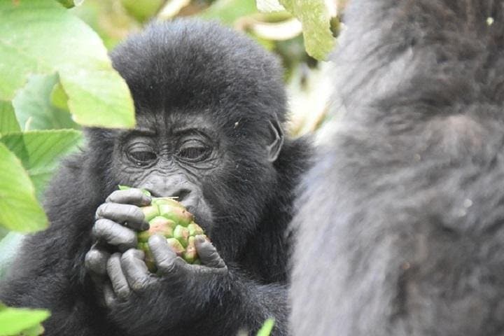 Gorilla Trekking in Bwindi: 3-Day Amazing Gorillas in the Mist Safari photo 2