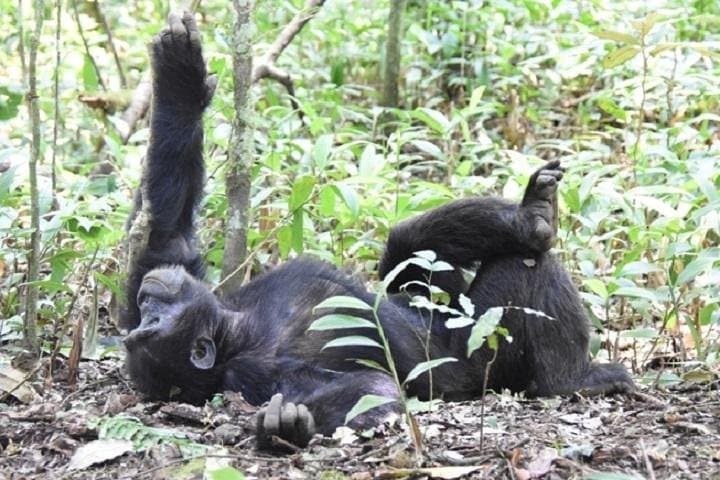 Gorilla Trekking in Bwindi: 3-Day Amazing Gorillas in the Mist Safari photo 4