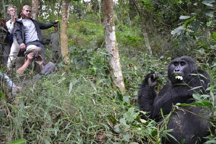 Gorilla Trekking in Bwindi: 3-Day Amazing Gorillas in the Mist Safari photo 5