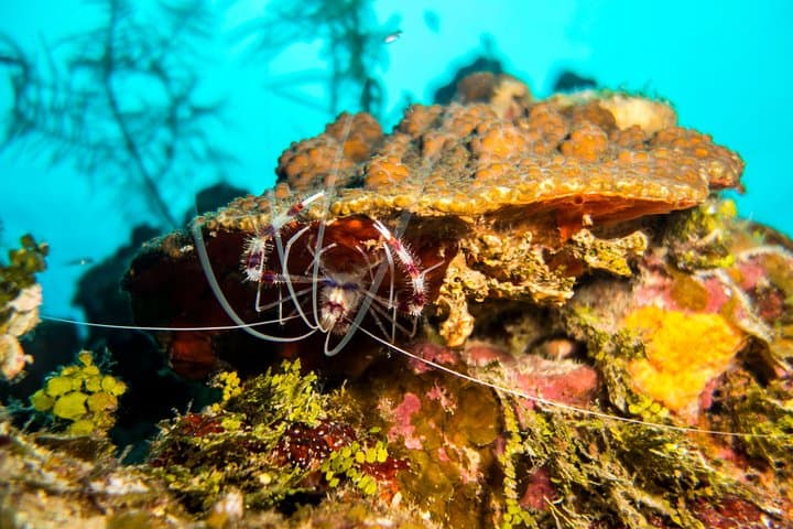 Two-Tank Scuba Dives at West Bay Beach — Cruise-Friendly Roatán Dive Trip photo 3