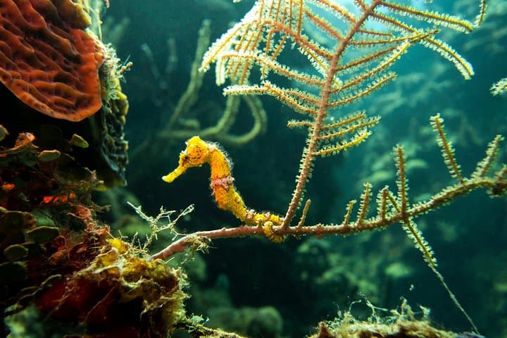 Two-Tank Scuba Dives at West Bay Beach — Cruise-Friendly Roatán Dive Trip photo 4