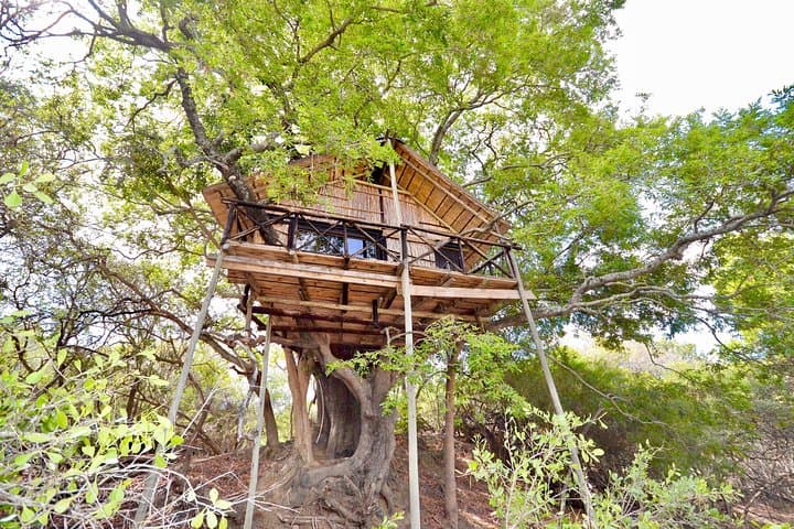 5-Day Treehouse & Lodge Safari in Kruger National Park: Big Five, Bush Walks & Blyde River Canyon
