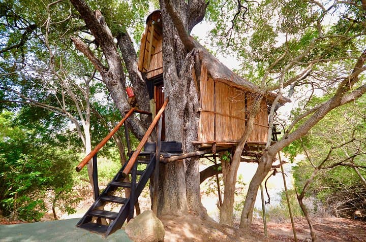 4-Day Kruger Lodge & Treehouse Safari — Balule Big Five Adventure