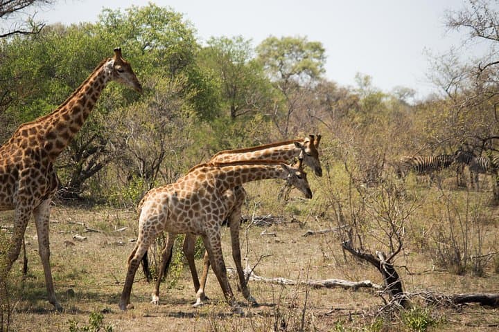 3-Day Kruger Safari from Johannesburg: Masango Lodge, Open Game Viewer & Blyde Canyon photo 3