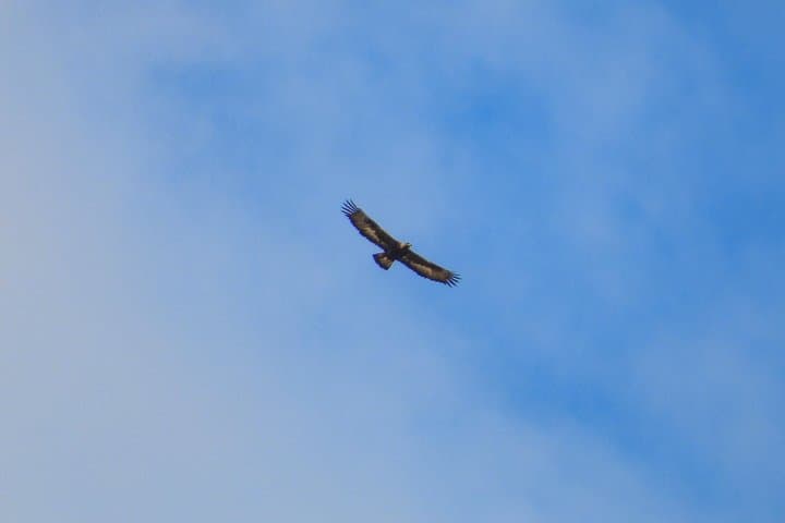 Gaskan Cruise: Golden Eagles on Loch Shiel from Glenfinnan photo 1