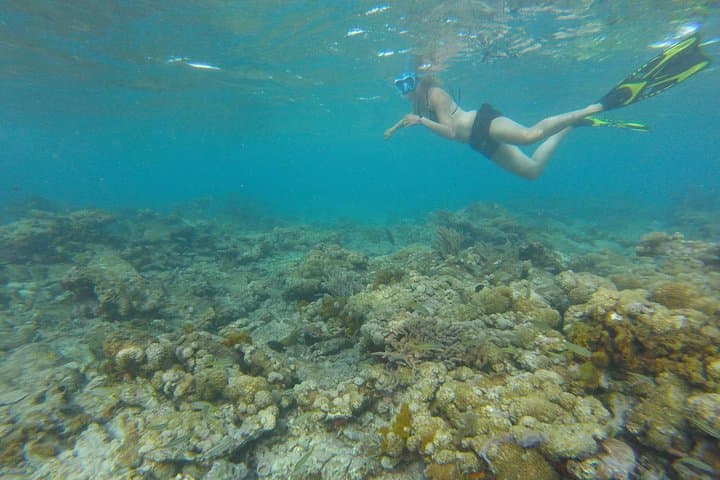 Coastline Snorkel and BBQ in Tobago: Buccoo Reef Dolphins, Turtles & Open-Boat BBQ photo 5
