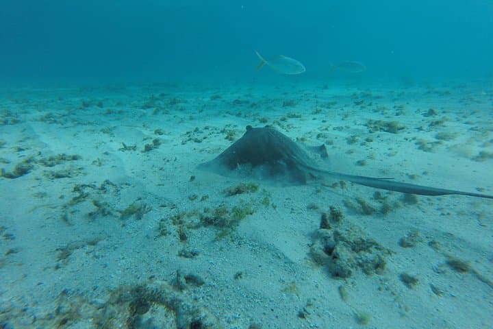 Coastline Snorkel and BBQ in Tobago: Buccoo Reef Dolphins, Turtles & Open-Boat BBQ photo 6