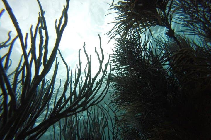 Buccoo Reef & Nylon Pool Boat Tour — Snorkel Buccoo Reef and Swim in the Nylon Pool photo 2
