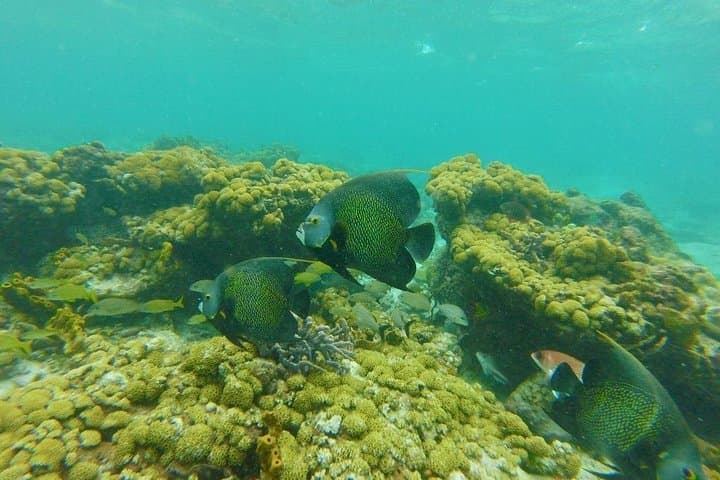 Coastline Snorkel and BBQ in Tobago: Buccoo Reef Dolphins, Turtles & Open-Boat BBQ photo 4