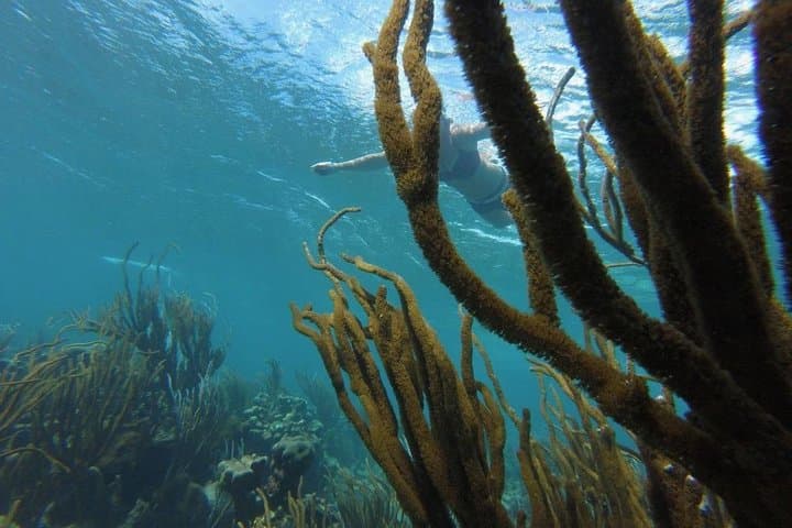 Buccoo Reef Snorkeling Tour: Swim with Dolphins, Turtles & Manta Rays in Tobago photo 2
