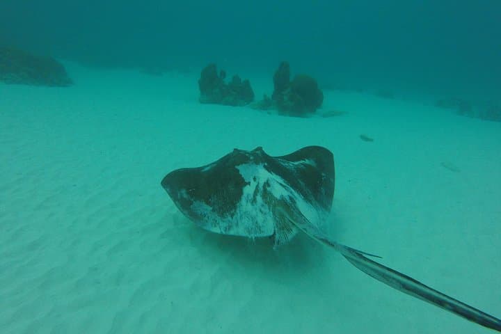 Buccoo Reef & Nylon Pool Boat Tour — Snorkel Buccoo Reef and Swim in the Nylon Pool photo 3