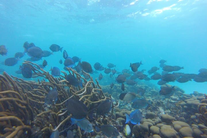 Buccoo Reef Snorkeling Tour: Swim with Dolphins, Turtles & Manta Rays in Tobago photo 4