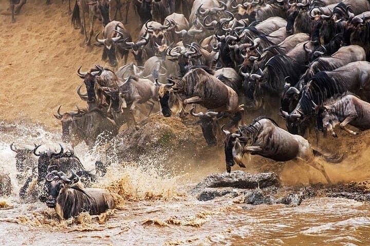 Cream of Kenya: 18-Day Big Five Safari & Wildebeest Migration Experience photo 4