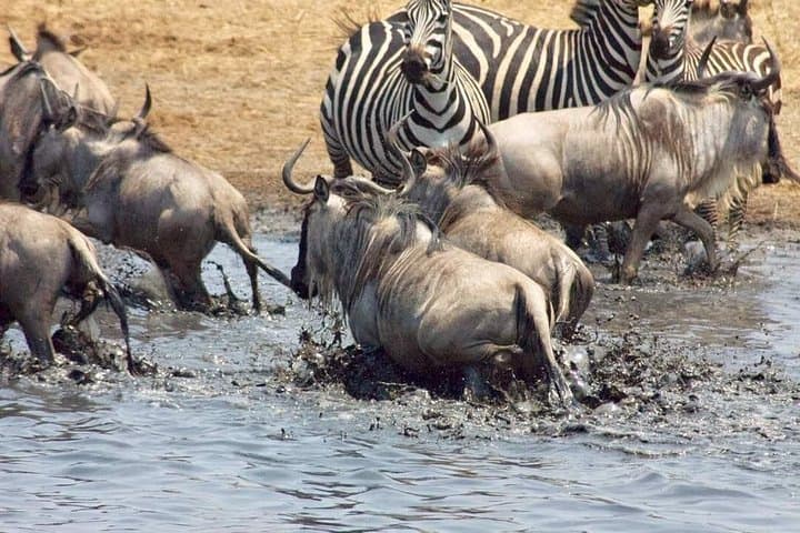 Cream of Kenya: 18-Day Big Five Safari & Wildebeest Migration Experience photo 5