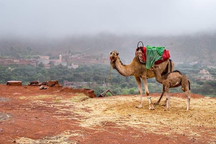 Three Valleys Atlas: Berber Villages Day Trek from Marrakech photo 3