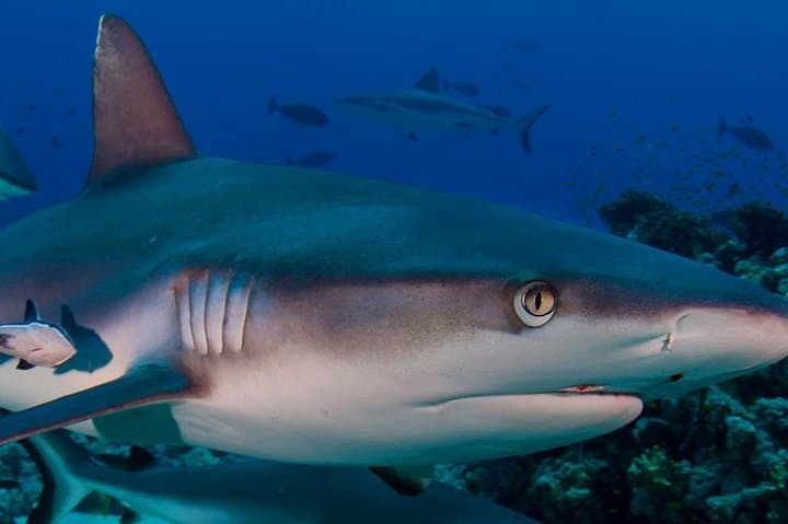 Introductory Scuba Diving in Hurghada: Two Shallow Dives on the Red Sea photo 3