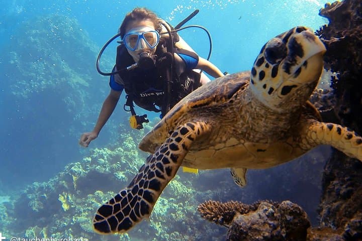 Introductory Scuba Diving in Hurghada: Two Shallow Dives on the Red Sea photo 6