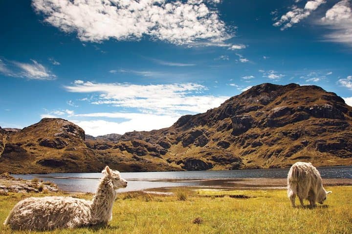 Cajas National Park and Cuenca Day Tour — Lakes, Páramo and City Sights photo 2