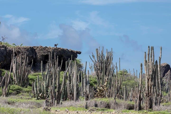 Bonaire Private Photography Tour — Salt Pier, Rincon & Indian Inscriptions photo 2