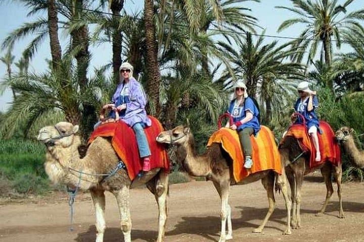 Half-Day Camel Ride in Marrakech Palmeraie — Palm Groves, Berber Tea & Easy Trek photo 5