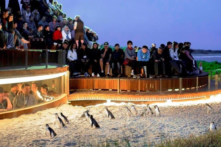 Phillip Island Medium Group Tour: Penguin Parade, Nobbies & Moonlit Sanctuary Day Trip photo 3