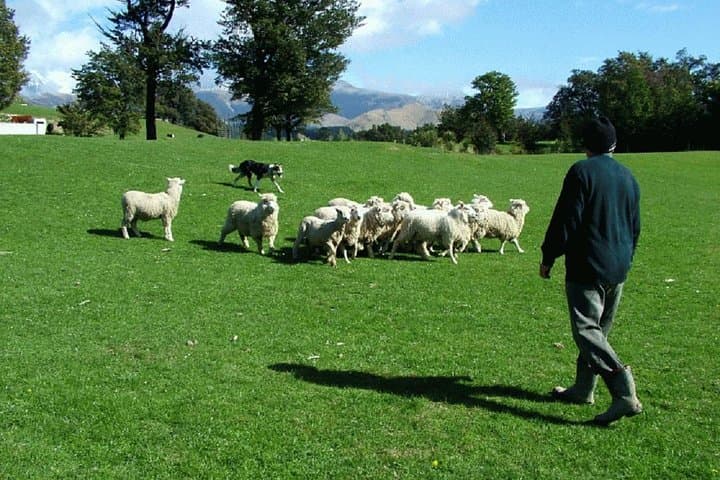 Akaroa Harbour & Sheep Farm Shore Excursion — Practical Guide