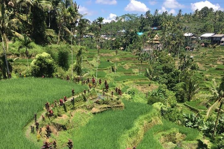Balinese Life Style Tour: Ubud Rice Terraces, Tirta Empul & Mount Batur Day Trip