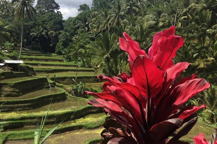 Balinese Life Style Tour: Ubud Rice Terraces, Tirta Empul & Mount Batur Day Trip photo 2